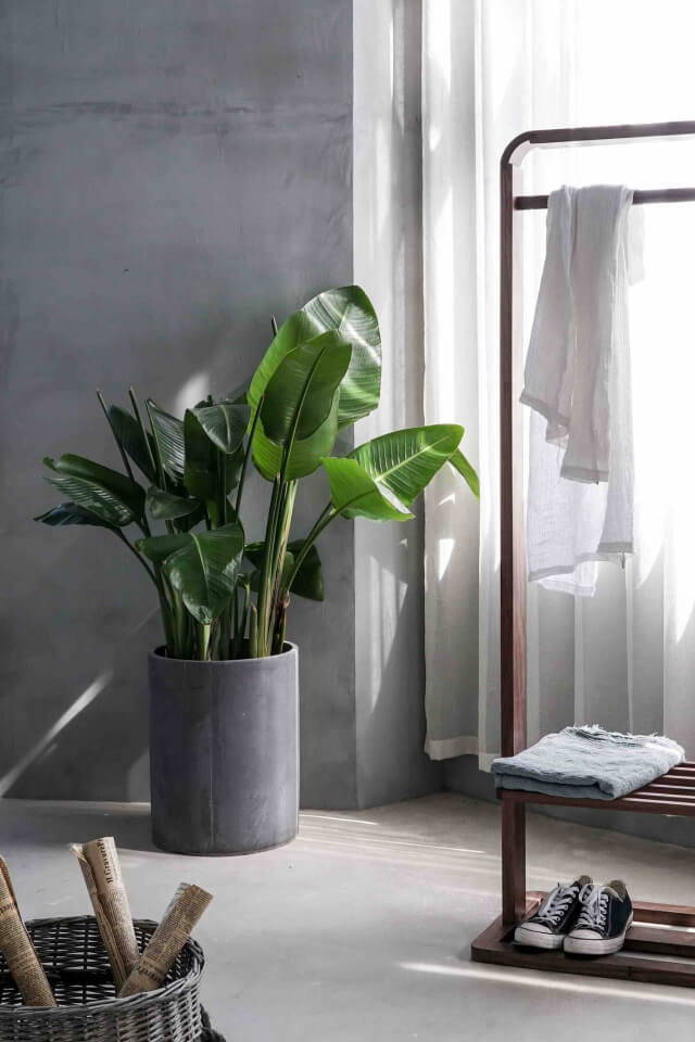 Plants Shop Product Gallery Img 12